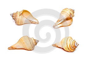 Group of hemifusus sea shells a genus of marine gastropod mollusks in the family Melongenidae isolated on white background. photo
