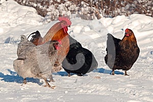 A group of hens of the breed Hedemora, out on days of snow and cold