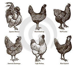 Group of hens and cocks of different chicken breeds