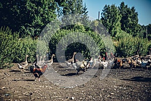 Group of hens, cocks, and geese walking in the farm