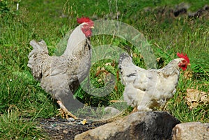 Group of hens