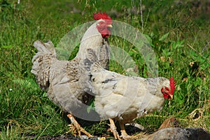 Group of hens