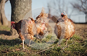 Group of hens feeding on barn yard on sunset. Brown hens looking for food in farm yard. Chickens standing and walking on green