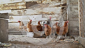 Group of hens feeding on barn yard on sunset. Brown hens looking for food in farm yard. Chickens standing and walking on green