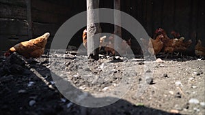 Group of hens feeding on barn yard on sunset. Brown hens looking for food in farm yard. Chickens standing and walking on green