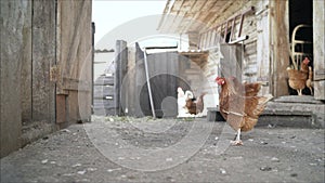 Group of hens feeding on barn yard on sunset. Brown hens looking for food in farm yard. Chickens standing and walking on green