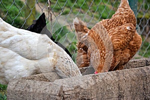 Group of hens feeding from wooden trough on the rural farm yard. Flock of chickens eating grains on the traditional barnyard