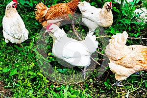 Group of hens free to move in the green nature