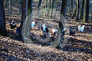 Group of hens free to move in the nature of the forest