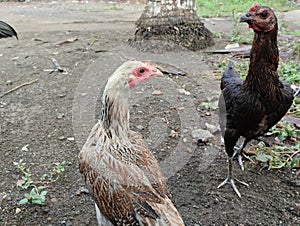 a group of hens in nature