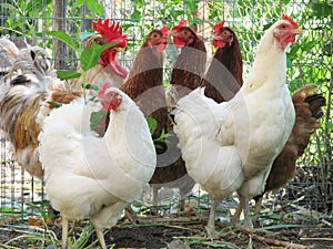 Group of hens with rooster