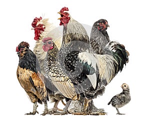 Group of hens and roosters, isolated