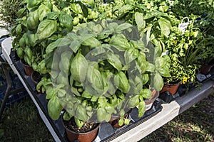 Group of herb plants