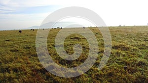 Group of herbivore animals in savanna at africa