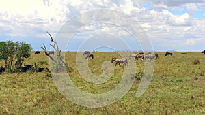 Group of herbivore animals in savanna at africa