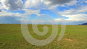 Group of herbivore animals in savanna at africa