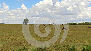 Group of herbivore animals in savanna at Africa