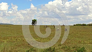 Group of herbivore animals in savanna at africa