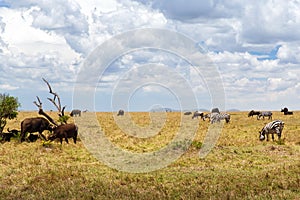 Group of herbivore animals in savannah at africa