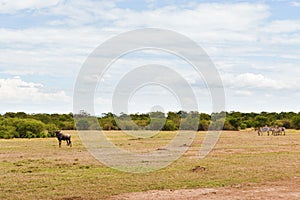 Group of herbivore animals in savannah at africa