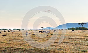 Group of herbivore animals in savannah at africa