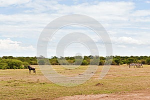 Group of herbivore animals in savannah at africa photo