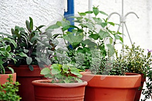 Group of herbs plant in the pot photo