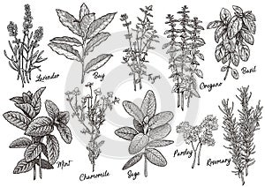 Group of herbs and spices illustration, drawing, engraving, ink, line art, vector