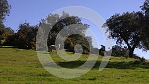 Group herd of grazing white sheeps in pastures near to oak trees of dehesa