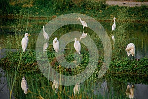 Group of heron in water pond,