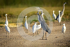 Group of herons of different species between rice fields in the Albufera of Valencia natural park
