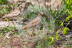 Group of Heuglin's (Three-banded) Coursers