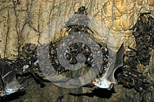 Group of hibernating bats colony in a cave