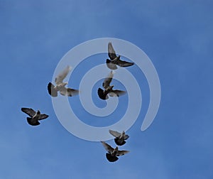 A group of high-born thoroughbred domestic pigeons