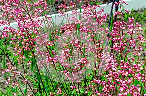 Floral shrub with a lot of small pink-white flowers in the shape of bells photo