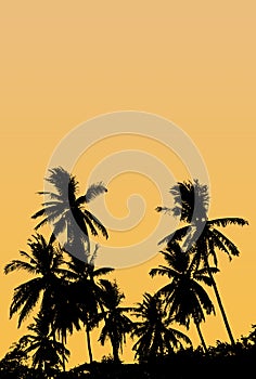A group of high Quality silhouettes of tropical beach palms Coco