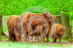 Group of highland cows with young calf in Dutch national park Veluwezoom