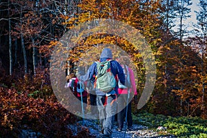 Group hikers among the beech trees in autumn