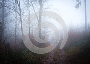 Group of hikers walking on a narrow trail in a forest covered with dense fog on Inovec Mountain