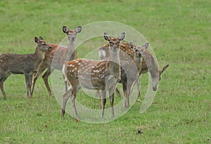 A group of hinds and fawns,   ManchurianSika Deer or Dybowski`s Sika Deer, Cervus nippon mantchuricus, or Cervus nippon dybowskii,
