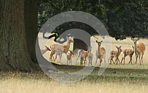 A group of hinds with their babies Manchurian Sika Deer or Dybowski`s Sika Deer Cervus nippon mantchuricus or Cervus nippon dybo