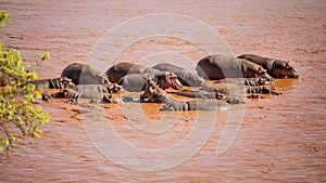 Group of hippo Hippopotamus amphibius bathing in red Galana ri photo