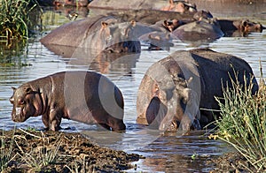 Group of hippopotami congregating in a large body of water.