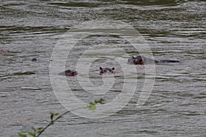 A group of hippopotamus enjoying water in forest of africa