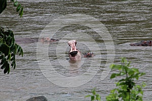 A group of hippopotamus enjoying water in forest of africa