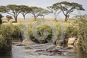 Group of hippopotamus in the water in a beautiful landscape of Serengeti National Park, Tanzania. Wild nature of Africa