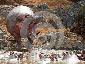 Group of hippopotamus are in the water. Botswana. Okavango Delta.