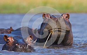 Group of hippopotamus are in the water. Botswana. Okavango Delta.