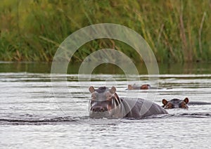 A group of Hippopotamus in the water of the Kwando River at the Bwabwata Nationalpark at Namibia