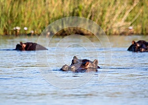 A group of Hippopotamus in the water of the Kwando River at the Bwabwata Nationalpark at Namibia